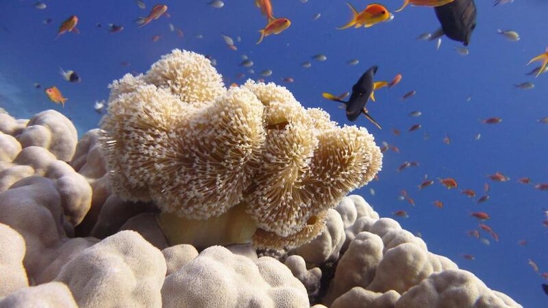 Hotell Xperience Sea Breeze Resort i Sharm El Sheik, Egypten - Bild 37